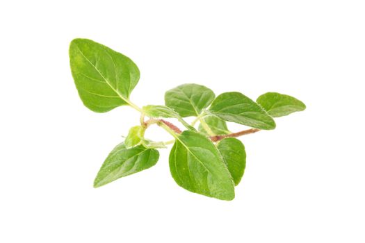 Fresh Oregano herb on a white background.