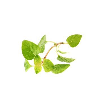 Fresh Oregano herb on a white background.