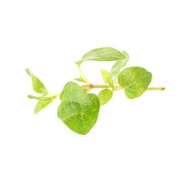 Fresh Oregano herb on a white background.