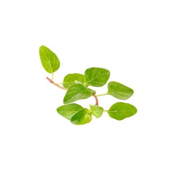 Fresh Oregano herb on a white background.