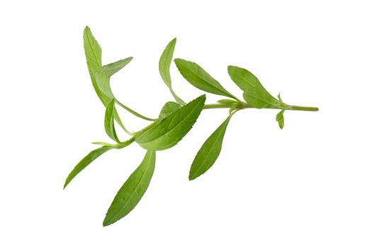 Fresh tarragon herbs, Tarragon herbs close up isolated on white background.