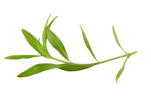 Fresh tarragon herbs, Tarragon herbs close up isolated on white background.