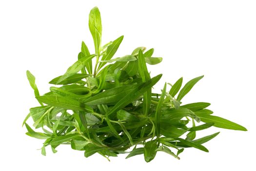 Fresh tarragon herbs, Tarragon herbs close up isolated on white background.