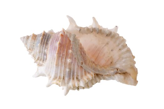 Sea shells arranged isolating on a white background