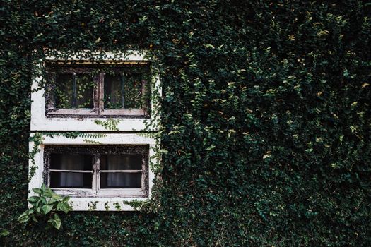 window with green leaves wall texture