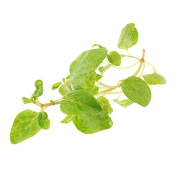 Fresh Oregano herb on a white background.