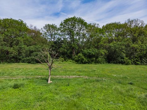 Old dry tree near path on green clearing with trees around