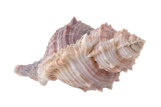 Sea shells arranged isolating on a white background