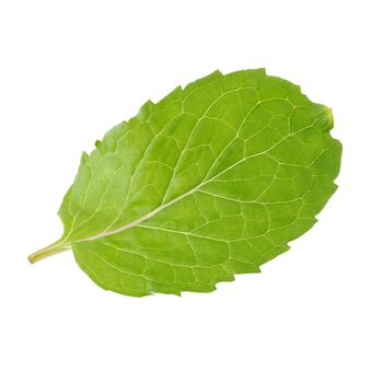 Fresh raw mint leaves isolated on white background.