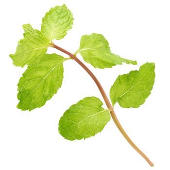 Fresh raw mint leaves isolated on white background.