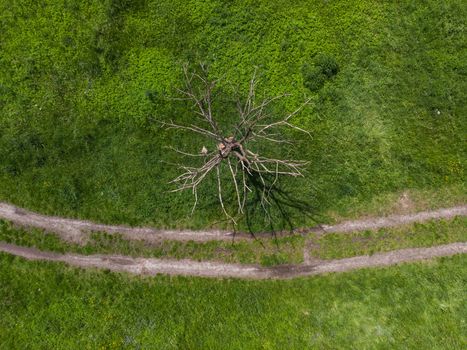 Top down look to connection of paths between grass, bushes and trees