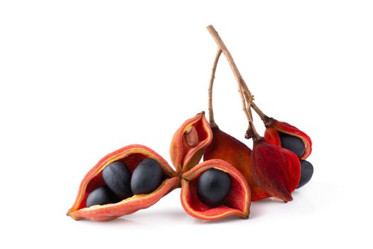 Sterculia monosperma,chestnuts isolate on white background.