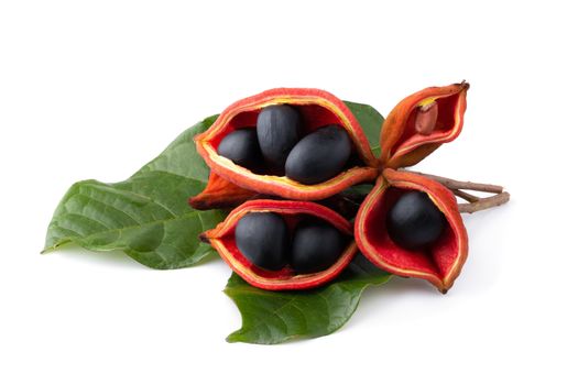 Sterculia monosperma,chestnuts isolate on white background.