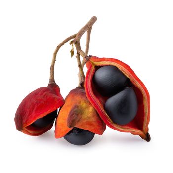 Sterculia monosperma,chestnuts isolate on white background.