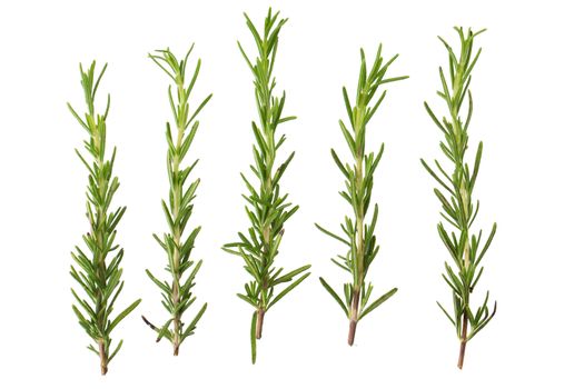 Fresh rosemary bunch isolated on white background.