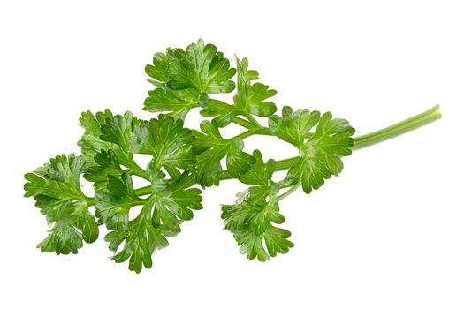 parsley fresh herb isolated on a white background.