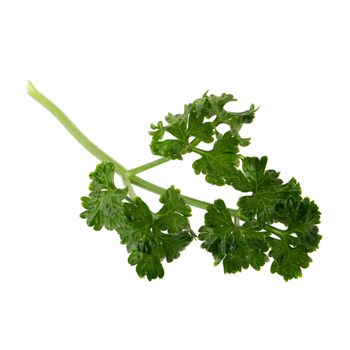 parsley fresh herb isolated on a white background.