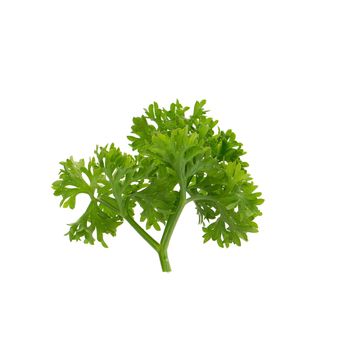 fresh parsley isolated on a white background