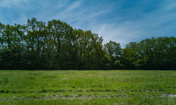 Green clearing with dry tree near path high trees and blue cloudy sky