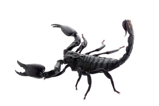 Black scorpions isolated on a white background.