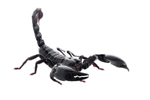 Black scorpions isolated on a white background.