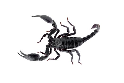 Black scorpions isolated on a white background.