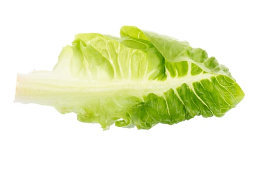 Fresh green cos lettuce Isolated on White Background.