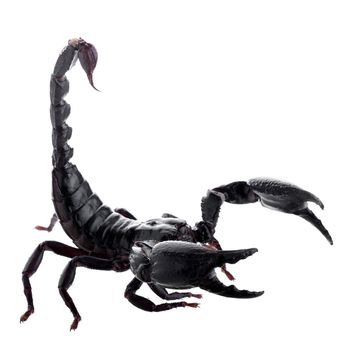 Black scorpions isolated on a white background.