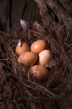 Chicken eggs in the straw in the morning light