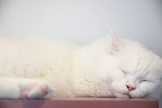 Cute cat sleeping in day time
