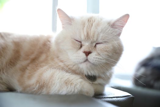 Cute cat looking relax