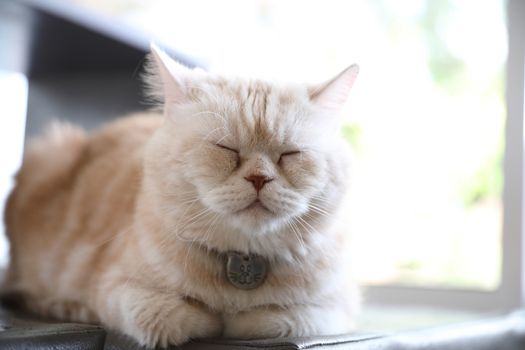 Cute cat looking relax