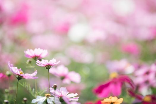 cosmos flower field background with film vintage style