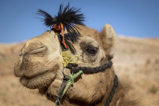 Close-up and detail of camel head with riding ropes, desert hill in background, blurred out and out of focus
