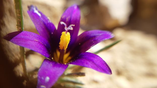 Close-up and detail of a crocus flower opening up. Purple leaves and yellow pistil.