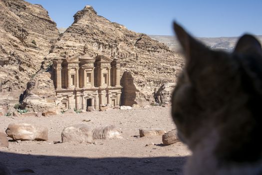 Stray cat looking at the Monastery in Petra, Wadi Musa, Jordan