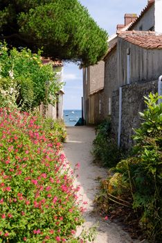flowered alley on the isle of Noirmoutier with view on the sea