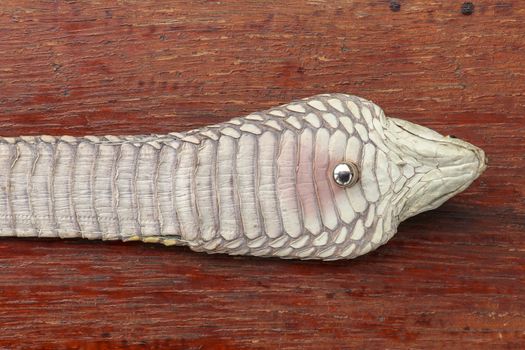 Tanned skin of Ophiophagus hannah. Close up of belt of the most venomous snake on Bali island in Indonesia. Product from leather workshop. King cobra also known as hamadryad, species of venomous snake
