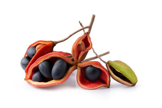 Sterculia monosperma,chestnuts isolate on white background.