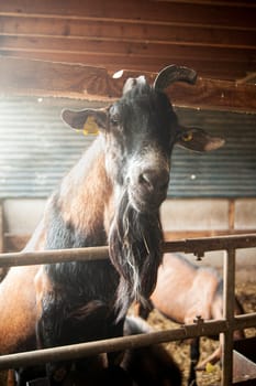 portret of a brown buck in a stable with hars backlight