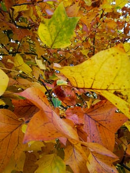 closeup of group of leaves in tree with autumn colours