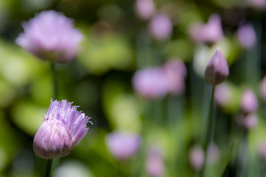 Closed chives flower bud gradually opening up in springtime. Beauty in nature.