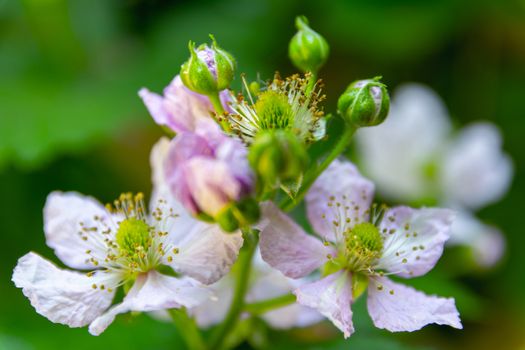 Framboise or raspberry flower heads during sprintime. Macro shot, detail and close-up. Beauty in nature