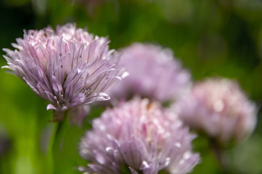 Close-up and detail of purple chive flowering buds. Nature.