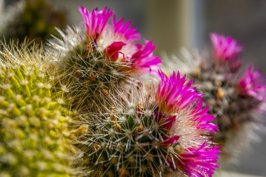 Close-up and macro of cactus with pink flower.