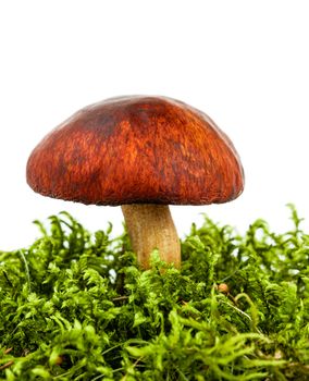 fresh forest mushroom in a green moss isolated on white background