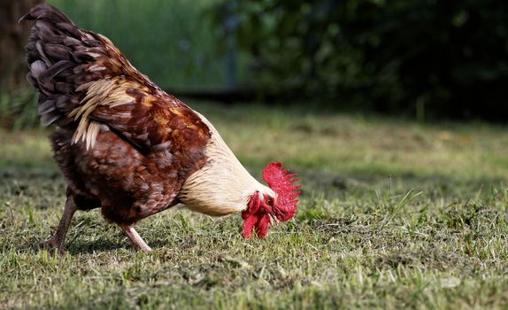 Unique grey hen on green meadow at organic farm