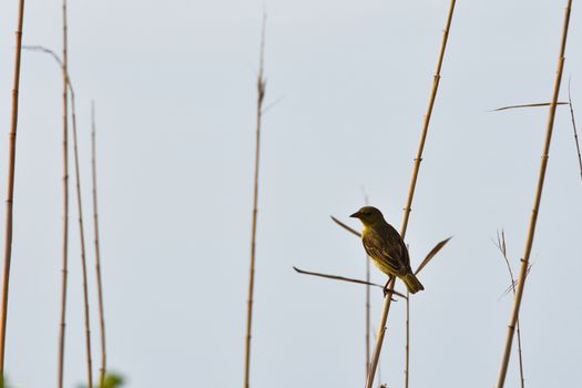 Female village weaver bird (Ploceus cucullatus) perched on a reed, Mossel Bay, South Africa