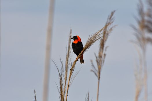 Brightly colored breeding male red bishop weaver (Euplectes orix) perched on grass, Mossel Bay, South Africa