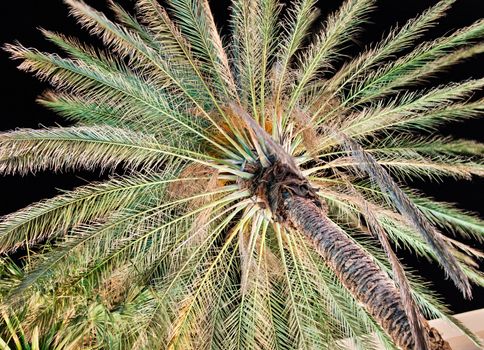 Underlit palm trees waving in wind at a resort hotel in Palm Desert
